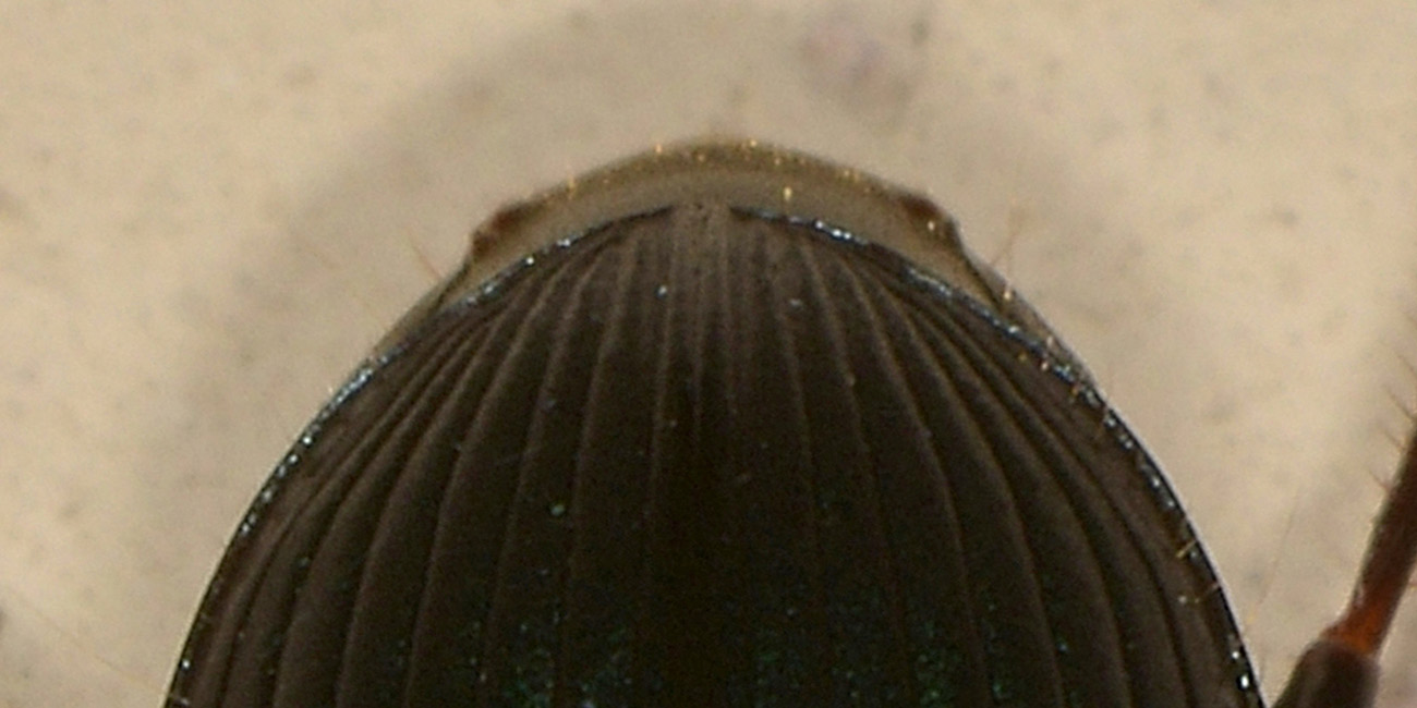 Harpalus sp.?  S !, Harpalus honestus  (Carabidae)